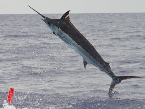 600lb Blue Marlin